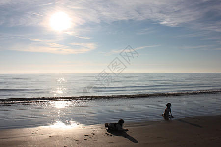 躺在沙滩上的工作型史宾格犬宠物猎犬海滩海岸日落海岸线小狗狗乐趣沿海小狗图片