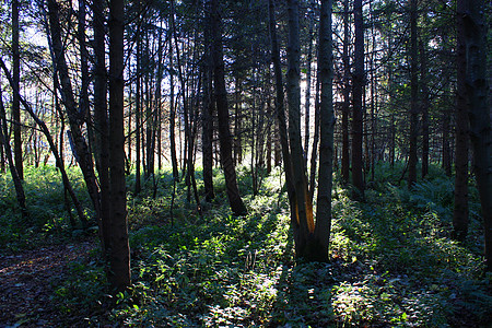 在森林中的树木中照耀阳光的遮盖森林农村光束木头林地背景图片