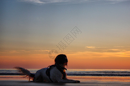 躺在沙滩上的工作型史宾格犬宠物猎犬小狗狗太阳白色日落英语小狗说谎海滩图片