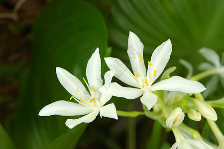 欧鲁克莱·安比尼西斯·林德尔的白花图片