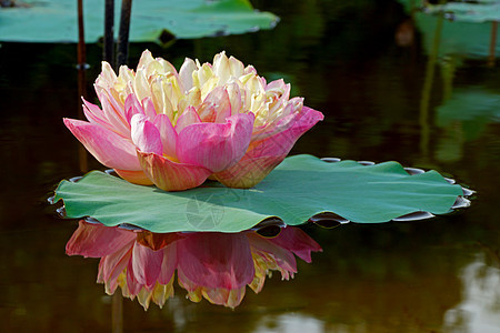 美丽的莲花荷花池塘水池环境叶子花瓣传统公园娱乐味道图片