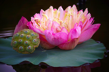 美丽的莲花花园墙纸水池传统荷花池塘娱乐味道公园叶子图片