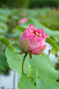 美丽的莲花墙纸叶子传统花瓣娱乐植物池塘味道水池环境图片