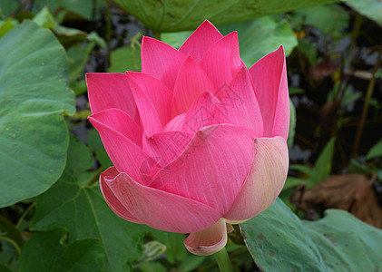 美丽的莲花水池花瓣味道公园植物池塘叶子传统荷花环境图片