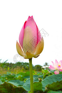 美丽的莲花花园植物池塘传统叶子娱乐公园环境水池味道图片