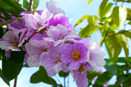 皇后蜂鸣花花盛开粉色植物学植物热带树梢季节植物群花园紫色图片