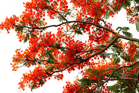 火焰树花园羽状植物群植物孔雀情调灌木热带树叶天堂图片