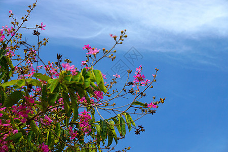 皇后花朵的粉红颜色花园植物学灌木宏观园艺植物群黑纱女王热带花艺图片