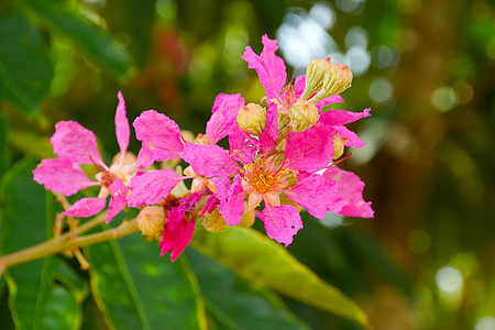 皇后花朵的粉红颜色黑纱公园花艺叶子衬套植物群女王桃金娘花瓣园艺图片