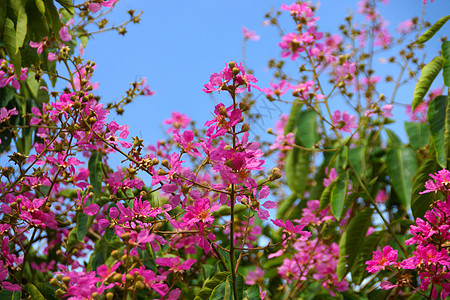 皇后花朵的粉红颜色宏观桃金娘植物学园艺公园花瓣植物群黑纱花园植物图片