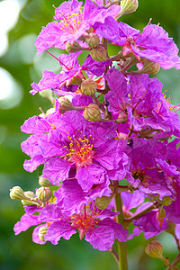皇后花朵的粉红颜色公园衬套宏观园艺黑纱女王植物群花瓣花艺灌木图片