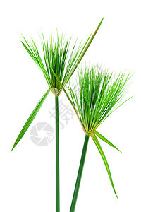 埃及papyrus香附生长莎草叶子情调团体草本植物沼泽芦苇异国图片