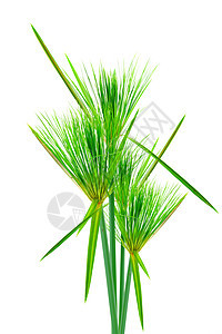 埃及papyrus叶子团体植物沼泽生长草本植物香附花园湿地热带图片