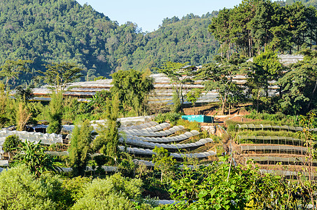 鲜花农场场地塑料种植园爬坡日光温床阳光栽培植物高度图片