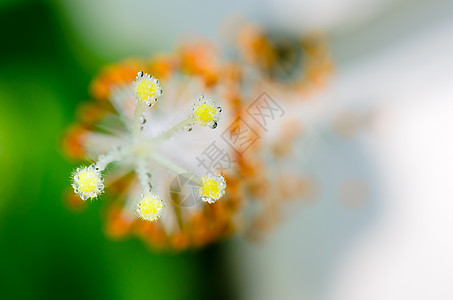 白色希比斯克花朵的雕刻雨滴雌蕊花粉花药鞋花热带黄色绿色宏观芙蓉图片