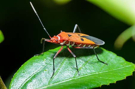 红棉虫动物群昆虫橙子半翅目叶子热带漏洞野生动物宏观男性图片