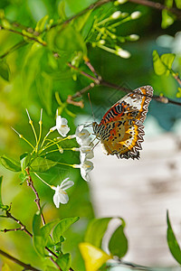 蝴蝶和白花飞行背景鲜花君主脆弱性团体绿色花粉教育翅膀图片