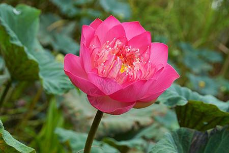 粉色美丽的莲花 佛教的宗教象征传统池塘荷花娱乐公园味道花瓣墙纸植物花园图片