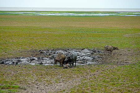 泥里有水牛动物野生动物荒野男性游泳哺乳动物国家奶牛家畜喇叭图片