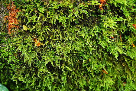 在瀑布的岩石上拍摄了明亮的绿苔苔藓森林地衣植被树木墙纸植物植物群环境叶子图片