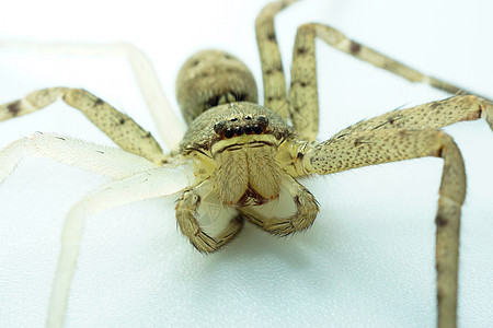 大型家庭蜘蛛美洲热带地窖棕色白色跑步头发房子女性图片