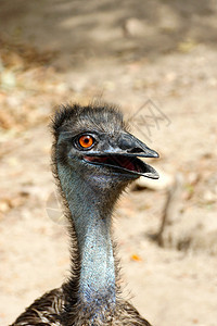近距离靠近一个emu动物群脖子野生动物蓝色农场鸟类眼睛荒野头发好奇心图片