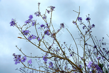 树上的紫花和蓝天空背景的紫花植物紫色花粉热带花园植物群活力美丽植物学花瓣图片