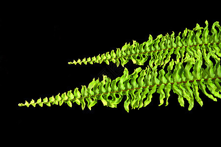 科学名称 L Sch森林叶子绿色蕨类植物生物学植物学热带花园生长图片