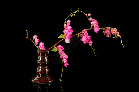 黑色背景的粉红色花朵 科拉尔葡萄酒 墨西哥克里珀叶子温泉园艺反射环境疗法植物芳香植物学花瓣图片