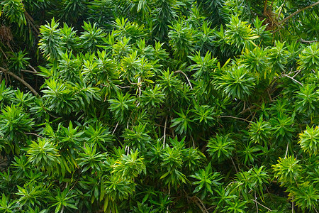 绿色叶子植物学生长蔬菜草本植物环境生活园艺植物人生态植物群图片