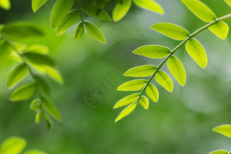 春天绿叶纹理叶子衬套树叶花坛阶段农业植物草本植物光合作用图片