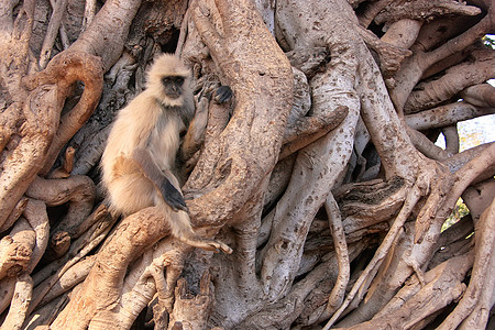 格雷兰古尔坐在一棵大树上 Ra灵长类荒野旅行国家榕树动物历史文化公园叶猴图片