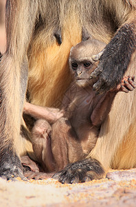 母亲休息的婴儿灰色兰丘尔荒野纪念碑文化野生动物废墟旅行动物堡垒叶猴公园图片