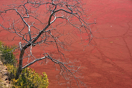 印度兰坦博尔堡 红池塘没有树叶的树木图片
