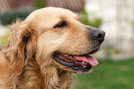 美丽的金色寻金器肖像程序猎犬长发舌头手表友谊伴侣饲养员回收器犬类图片