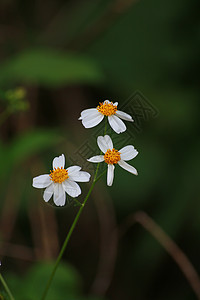 拜登岛花瓣装饰品花园植物植物群杂草双年展白色黄色图片