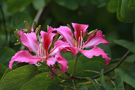 粉红兰花花花瓣粉色花园紫荆花植物学背景图片