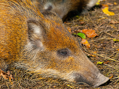 年轻的野野猪眼睛宝贝生物棕色毛皮动物野生动物荒野动物园公猪图片