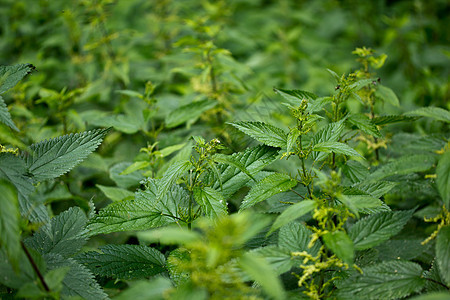 刺纹织物植物学衬套园艺野生动物薄荷植物群花朵植物花园繁荣图片