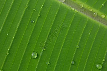 森林雨树叶植物条纹生长阴影绿色湿度花园叶子森林背景