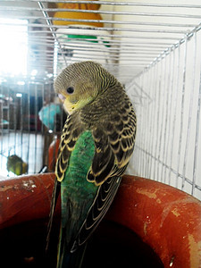 绿色婴儿绿芽耳语野生动物动物园亲热热带女性鸟舍生物羽毛宠物图片