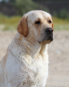 海画上的拉布拉多天空晴天猎犬白色朋友黄色波浪宠物太阳海滨图片