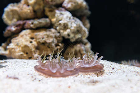 水族馆里的美杜萨图片