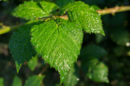 湿绿叶生长叶子飞沫植物水滴环境宏观液体阳光绿色图片