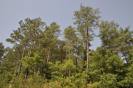 森林乡村木头环境树干绿色场景植物叶子树木分支机构图片