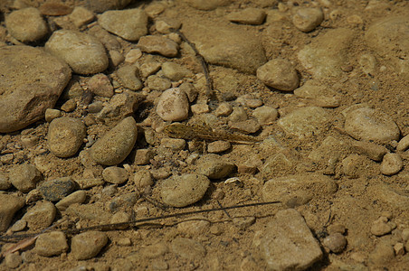 游泳生物青蛙两栖尾巴野生动物动物动物学荒野图片