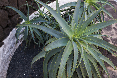 仙人掌花园植物学植物叶子植物群生长绿色图片