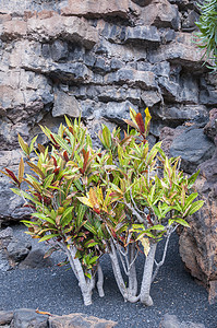 仙人掌花园叶子生长植物绿色植物学植物群图片