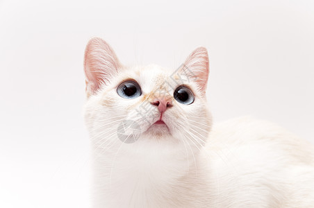 白猫头发宠物麻利猫咪毛皮白色哺乳动物眼睛爪子小猫图片