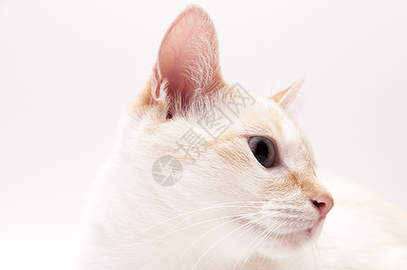 白猫猫咪工作室麻利毛皮眼睛小猫乐趣猫科动物幼兽爪子图片